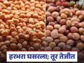 Chana Tur Market Update : हरभऱ्याला उतरती कळा; तुरीचे दर थेट 'इतक्या' हजारांच्या पार वाचा सविस्तर - Marathi News | latest news Chana Tur Market Update: Chana Tur prices are falling; Tur prices are directly above 'so many' thousands Read in detail | Latest agriculture News at Lokmat.com
