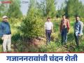 Sandalwood Farming : विदर्भात चंदन शेतीचा प्रयोग, गजाननरावांनी तीन एकरांत फुलवली साडे पाचशे झाडे  - Marathi News | Latest News Experimenting with sandalwood farming in Vidarbha, Gajanan Rao planted five hundred trees in three acres | Latest agriculture News at Lokmat.com