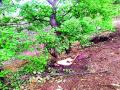 वटार येथे चंदनचोरी - Marathi News | Sandalwood in Wattar | Latest nashik News at Lokmat.com