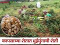 Success Story : एका एकरांत 30 किलो भुईमूग पेरला अन् 20 क्विंटलचे उत्पन्न घेतलं!  - Marathi News | Latest News Sowed 30 kg groundnuts in one acre and got 20 quintal yield chandrapur farmer | Latest agriculture News at Lokmat.com