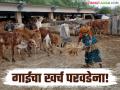Agriculture News : 50 रुपये अनुदानात गायींना चाराही येत नाही, गोशाळा जगवायच्या कशा?  - Marathi News | Latest News Agriculture News subsidy of Rs 50 does not even provide fodder for cows, see details | Latest agriculture News at Lokmat.com