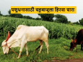 Agriculture News : जनावरांसाठी चाऱ्याची चिंता मिटली, डोंगर अन् माळरान गवताने हिरवेगार  - Marathi News | Latest News Agriculture News Green grass fodder available for livestock farmers animals | Latest agriculture News at Lokmat.com