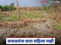 Agriculture News : पिके पावसात भिजली, जनावरांना चारा राहिला नाही, दुध उत्पादनावरही परिणाम  - Marathi News | Latest News Crops soaked in rain, animals have no fodder, effect of milk production | Latest agriculture News at Lokmat.com