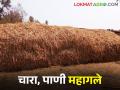 दुष्काळाची दाहकता; दुधाचे दर पडले अन् पशुखाद्य दर वाढले - Marathi News | Drought inflammation; Milk prices fell and fodder prices increased | Latest agriculture News at Lokmat.com