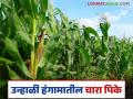 Fodder Crops : उन्हाळी हंगामात 'ही' चारा पिके घ्या, अधिक उत्पादन मिळवा!  - Marathi News | Latest News Grow fodder crops of sorghum, millet, and maize in the summer season see details | Latest agriculture News at Lokmat.com