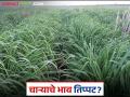 Hirava Cara : पावसाअभावी हिरव्या चाऱ्याच्या दरात तिप्पट वाढ वाचा सविस्तर - Marathi News | latest news Hirava Cara: Green fodder prices increase threefold due to lack of rain Read in detail | Latest agriculture News at Lokmat.com