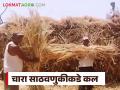 चारा साठविण्यासाठी लगबग, एक टन मक्याची कुट्टी भरण्यासाठी 3 ते 4 हजार रुपयांचा खर्च - Marathi News | Latest news Chara sathavnuk Livestock Farmers Scramble to Stockpile Fodder | Latest agriculture News at Lokmat.com