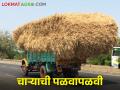 दुष्काळ चारा टंचाई; परजिल्ह्यात चारा विक्रीस बंदी - Marathi News | drought fodder shortage; Ban on sale of fodder in the other district | Latest agriculture News at Lokmat.com