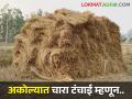 अकोल्यात चारा टंचाई, जिल्हाधिकाऱ्यांचा महत्वपूर्ण आदेश, काय आहे आदेश?  - Marathi News | Latest News Prohibition on transportation of fodder outside Akola district by collector order | Latest agriculture News at Lokmat.com