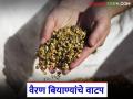 चाऱ्याचा प्रश्न मिटला, पशुसंवर्धन विभागाकडून वैरण बियाण्यांचे वाटप, कधी आणि कुठे मिळणार? - Marathi News | latest news Animal Husbandry Department will distribute the Veiran seeds, see details | Latest agriculture News at Lokmat.com