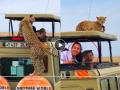 Cheetah Jungle Safari Viral Video: पहावं ते नवलंच! जीपच्या टपावर बसून चित्त्याचीच 'जंगल सफारी' - Marathi News | Cheetah enjoys jungle safari on jeep top while tourists clicking pictures wildlife video goes viral on social media | Latest social-viral News at Lokmat.com