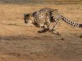 चित्ता गेला कुठे? - Marathi News | Where did The cheetah go? | Latest manthan News at Lokmat.com