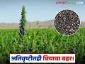 Chia Farming : अतिवृष्टीतही चियाचा बहर; वाशिम जिल्ह्यातील शेतकऱ्याचा यशस्वी प्रयोग! वाचा सविस्तर - Marathi News | latest news Chia Farming : Chia blooms even in heavy rain; Successful experiment of a farmer in Washim district! Read in detail | Latest agriculture News at Lokmat.com