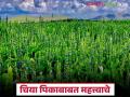 Chia Crop Management : शेतकऱ्यांनो सावधान! चिया पिकातील 'ही' चूक पाडू शकते मोठा फटका वाचा सविस्तर - Marathi News | latest news Chia Crop Management: Farmers beware! This mistake in chia cultivation can cause a big loss. Read in detail | Latest agriculture News at Lokmat.com