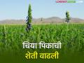 ना जास्त पाणी, ना पैसा, चियाची शेती फायदेशीर कशी?  - Marathi News | No more water, no money, how is chia farming profitable? | Latest agriculture News at Lokmat.com
