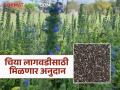 Chia Cultivation Scheme : चिया लागवडीला गती; शेतकऱ्यांना मिळणार अनुदानाचा लाभ वाचा सविस्तर - Marathi News | latest news Chia Cultivation Scheme: Chia cultivation to accelerate; Farmers will get subsidy benefits Read in detail | Latest agriculture News at Lokmat.com