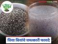 Chia Seeds: चिया बियांचे असे आहेत चमत्कारी फायदे वाचा सविस्तर - Marathi News | Chia Seeds: latest news These are the miraculous benefits of chia seeds, read in detail | Latest agriculture News at Lokmat.com