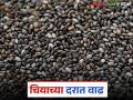 Chia Market: चियाच्या दरात क्विंटलमागे 'इतक्या' रुपयांची उसळी! जाणून घ्या सविस्तर - Marathi News | latest news Chia Market: Chia price jumps by 'so many' rupees per quintal! Know the details | Latest agriculture News at Lokmat.com