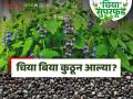 Chia Crop: चिया पिकाचे उगमस्थान काय आहे? जाणून घ्या सविस्तर - Marathi News | Chia Crop: latest news Know in detail what is the origin of the chia crop | Latest agriculture News at Lokmat.com