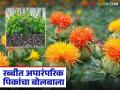 Chia, Safflower Farming : रब्बी हंगामात बदलाची नांदी; 'या' तालुक्यात चिया व करडईची मोठी पेरणी वाचा सविस्तर - Marathi News | latest news Chia, Safflower Farming: A sign of change in the Rabi season; Large-scale sowing of chia and safflower in 'Ya' taluka Read in detail | Latest agriculture News at Lokmat.com