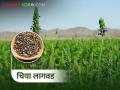 चिया पिकाची लागवड कशी करावी? - Marathi News | How to cultivation of chia crop? | Latest agriculture News at Lokmat.com