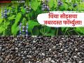 Chia Seeds Farming : चार महिन्यांत उत्पन्न हाती; चिया सीड्स बनतंय शाश्वत शेतीचा गेमचेंजर वाचा सविस्तर - Marathi News | latest news Chia Seeds Farming: Income in hand in four months; Chia seeds are becoming a game changer for sustainable agriculture Read in detail | Latest agriculture News at Lokmat.com