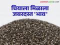 Chia Seed Market : हळदनंतर आता चियाची एंट्री; बाजारात पहिल्याच दिवशी जबदरदस्त दर - Marathi News | latest news Chia Seed Market: Chia entry after turmeric; A great price on the first day in the market | Latest agriculture News at Lokmat.com