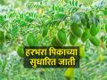 हरभरा पिकाचे सुधारित वाण कोणते? - Marathi News | What are the improved varieties of gram? | Latest agriculture News at Lokmat.com