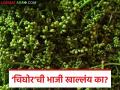 Chighor Vegetable : 'चिघोर'ची भाजी खाल्लंय का? ही रानभाजी सध्या सुपरहिट! - Marathi News | latest news Chighor Vegetable: Have you eaten 'Chighor' vegetable? This wild vegetable is currently a super hit! | Latest agriculture News at Lokmat.com
