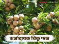 Chiku Fruit Market: औषधी गुणधर्मांनी युक्त चिकूची वाढली मागणी; भाव मात्र स्थिर! वाचा सविस्तर - Marathi News | Chiku Fruit Market: latest news Demand for medicinally-proper Chiku has increased; prices remain stable! Read in detail | Latest agriculture News at Lokmat.com
