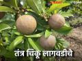 चिकू लागवड करण्याचा विचार आहे? कशी कराल लागवड वाचा सविस्तर - Marathi News | Thinking of planting chickpeas? How to plant read in detail | Latest agriculture News at Lokmat.com