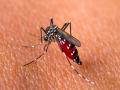 गूड न्यूज : छळणाऱ्या चिकनगुनियावर आली लस  - Marathi News | Good news: vaccine against chikungunya has arrived | Latest international News at Lokmat.com
