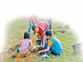 अंकुर - Marathi News | Children's unique efforts to grow trees | Latest manthan News at Lokmat.com