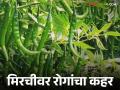Chilli Crop Protection : उन्हाळी मिरचीचे नुकसान वाढले; खर्च जास्त, भाव कमी वाचा सविस्तर - Marathi News | latest news Chilli Crop Protection: Summer chilli losses increase; Costs are high, prices are low Read in detail | Latest agriculture News at Lokmat.com