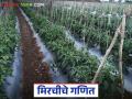 chilli cultivation : यंदा मिरचीचा 'ठसका' वाढणार २५ टक्के अधिक होणार लागवड ! वाचा सविस्तर - Marathi News | chilli cultivation : This year, the 'thashka' of chili will increase, 25 percent more will be planted! Read in detail | Latest agriculture News at Lokmat.com