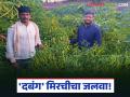 Farmer Success Story : 'दबंग' मिरचीचा जलवा; ५ महिन्यांत शेतकऱ्याने कमावले ६ लाख वाचा यशोगाथा - Marathi News | latest news Farmer Success Story: 'Dabang' chilli pepper; Farmer earns 6 lakhs in 5 months Read success story | Latest agriculture News at Lokmat.com