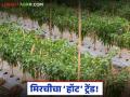 Chilli Farming : ५० हजार खर्च, पण लाखांचा नफा? मिरची लागवडीकडे शेतकऱ्यांचा कल - Marathi News | latest news Chilli Farming: Cost of 50 thousand, but profit of lakhs? Farmers' inclination towards chilli cultivation | Latest agriculture News at Lokmat.com