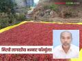 Chilli Farming Success Story : मिरची लागवडीचा भन्नाट फॉर्म्युला; २० गुंठ्यातून मिळाले लाखोंचे उत्पन्न - Marathi News | latest news Chilli Farming Success Story: Unique formula for chilli cultivation; Income worth lakhs from 20 gunthas | Latest agriculture News at Lokmat.com