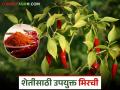 Chilly Capsaicin : घरगुती मिरची शेतातील कीड नियंत्रणासाठी फायदेशीर, कशी ते जाणून घेऊया  - Marathi News | Latest News Chilly Capsaicin how homemade chilli powder are beneficial for pest control in field | Latest agriculture News at Lokmat.com