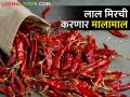 लाल मिरचीचा ठसका महाग; शेतकऱ्यांना होणार लाभ - Marathi News | red chili increase the market price; Farmers will benefit | Latest agriculture News at Lokmat.com