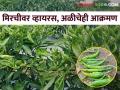 महागडी औषधे फवारूनही होईना फायदा; मिरचीवर व्हायरस पाठोपाठ आता अळीचेही आक्रमण - Marathi News | No Benefit After spraying expensive drugs; After the virus, the worm is also attacking the chillies | Latest agriculture News at Lokmat.com