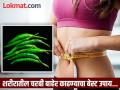 रोज जेवणासोबत खा 'ही' एक गोष्टी, शरीरातील चरबी वितळून लगेच येईल बाहेर! - Marathi News | Eating green chilli with roti sabji benefits for reduce belly fat | Latest health News at Lokmat.com