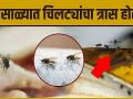 पावसाळ्यात तुमच्या पण घरात चिलट्यांचा त्रास होतो? How to get rid of flies at Home? Home Remedies - Marathi News | During the monsoons, do you also have problems with chilats in your house? How to get rid of flies at home? Home Remedies | Latest health Videos at Lokmat.com
