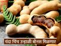 चिंच उत्पादक शेतकऱ्यांना यंदा भरघोस उन्हाळी बोनस मिळणार; किती रुपयांपर्यंत मिळेल दर? - Marathi News | Tamarind farmers will get a huge summer bonus this year; How much will the price be? | Latest agriculture News at Lokmat.com