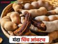 चिंच उत्पादक शेतकऱ्यांसाठी यंदा चिंच कशी राहणार - Marathi News | This year tamarind farmers do not get good production because of climate change | Latest agriculture News at Lokmat.com