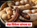 चिंचेचा हंगाम सुरू, सुक्या मालाची आवक वाढली; बिगर फोडलेल्या चिंचेला काय मिळतोय दर? - Marathi News | Tamarind season begins, arrival of dry tamrind increases; What is the price of tamarind? | Latest agriculture News at Lokmat.com