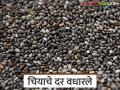 Chia Seed Market : वाशिम बाजारात चिया भावात उसळी; प्रती क्विंटल असा मिळाला दर वाचा सविस्तर - Marathi News | latest news Chia Seed Market: Chia prices surge in Washim market; Price per quintal is as follows, read in detail | Latest agriculture News at Lokmat.com