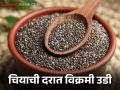 Chia Market : चियाच्या दरात विक्रमी झेप; शेतकऱ्यांना मिळतोय हमखास नफा वाचा सविस्तर - Marathi News | latest news Chia Market: Record jump in chia prices; Farmers are getting guaranteed profits Read in detail | Latest agriculture News at Lokmat.com