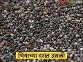 Chia Seed Market : मागणी वाढली, आवक कमी; चियाला मिळाला विक्रमी भाव वाचा सविस्तर - Marathi News | latest news Chia Seed Market: Demand increased, arrivals decreased; Chia received a record price | Latest agriculture News at Lokmat.com