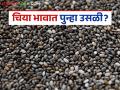 Chia Market : चियाच्या दरात झपाट्याने बदल; घसरणीनंतर पुन्हा सुधारणा! - Marathi News | latest news Chia Market: Rapid change in chia prices; Improvement again after decline! | Latest agriculture News at Lokmat.com